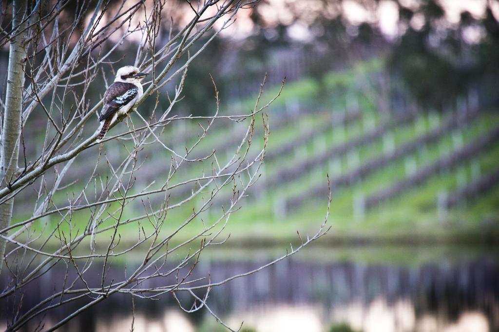 Bettenays Margaret River Metricup Oda fotoğraf